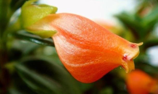 金鱼花不开花的原因和解决方法是什么？