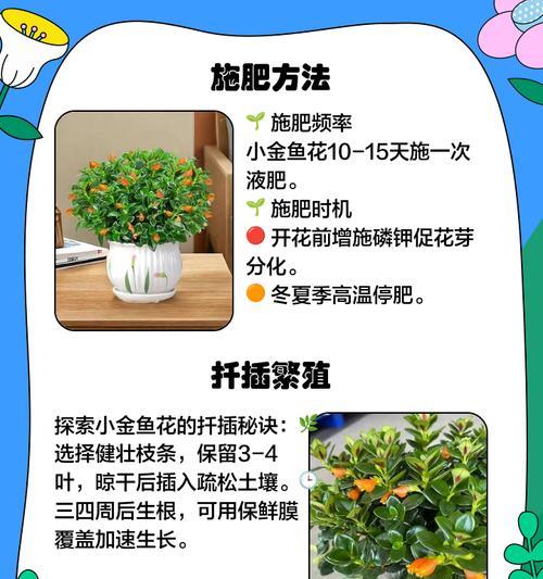 金鱼花不开花的原因和解决方法是什么？