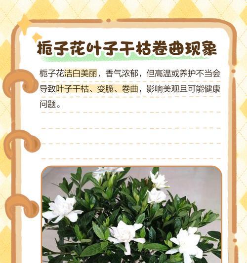 栀子花干枯了如何救活？有效恢复栀子花生机的方法是什么？