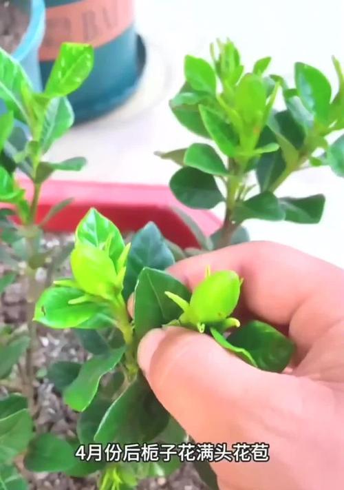 栀子花干枯了如何救活？有效恢复栀子花生机的方法是什么？