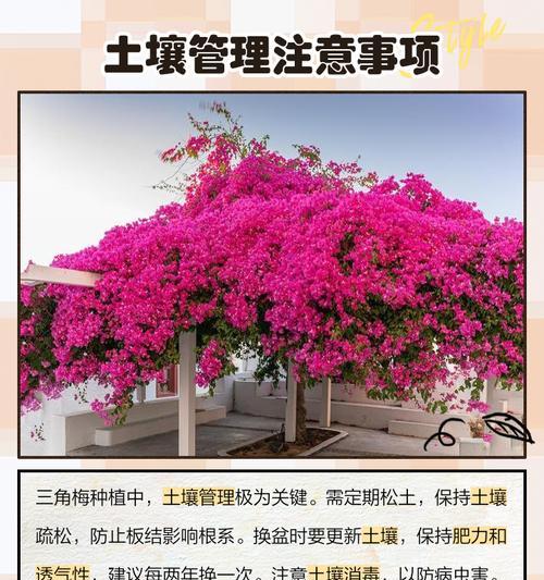 三角梅的养殖方法是什么？如何让三角梅开得更美？