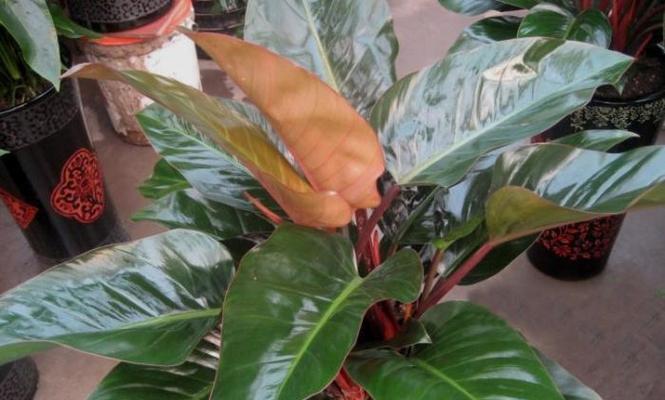 红宝石植物的养殖技巧是什么？如何保持红宝石的鲜艳色泽？