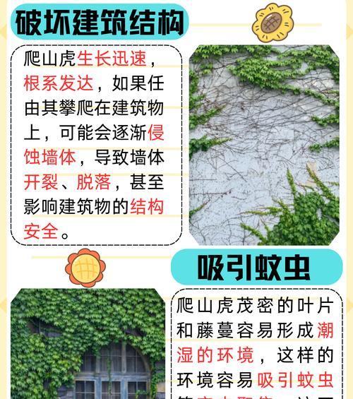 爬山虎的养殖方法和注意事项是什么？