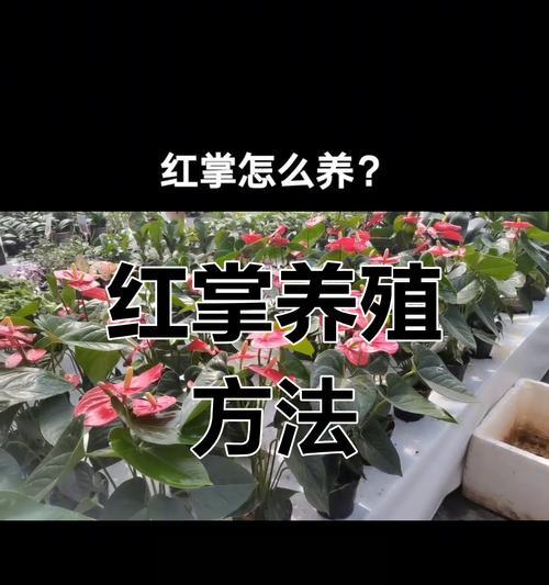 红掌养护中常见的问题及解决办法？