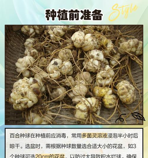百合种球消毒的正确步骤是什么？