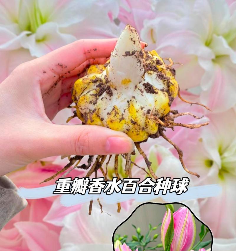 百合种球消毒的正确步骤是什么？