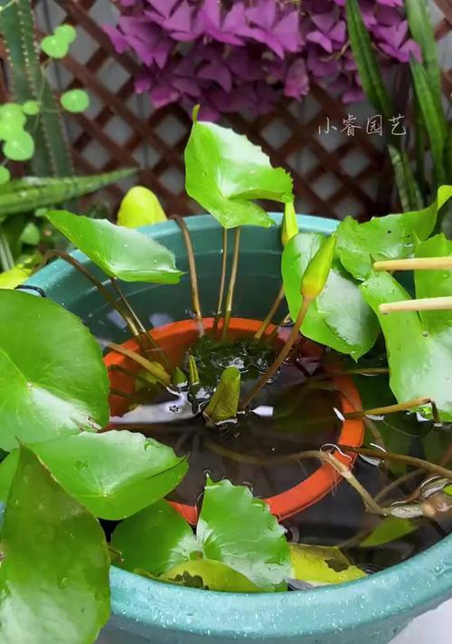 水培植物的正确养护方法是什么？
