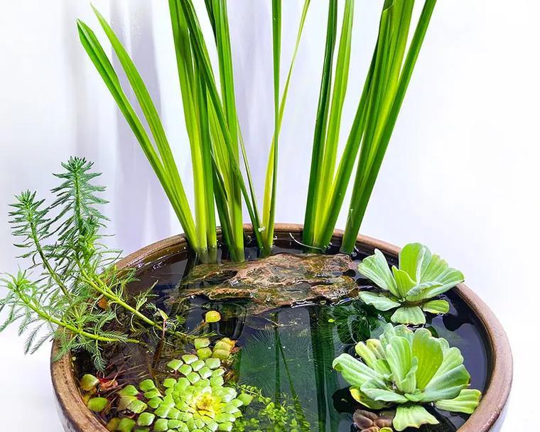 水培植物的正确养护方法是什么？