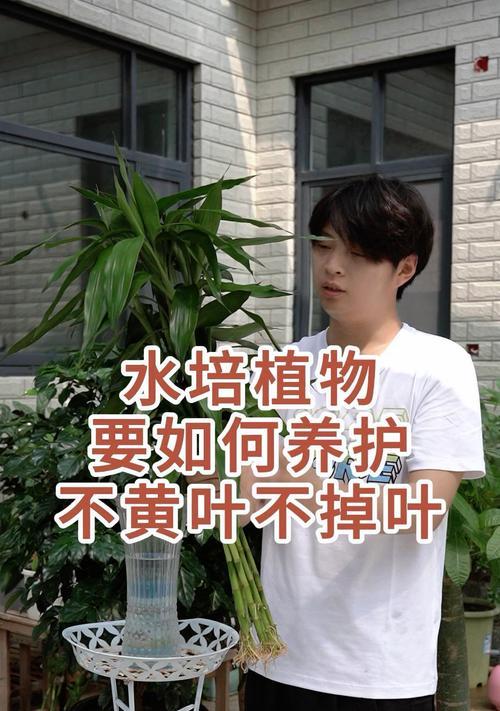 水培植物的正确养护方法是什么？