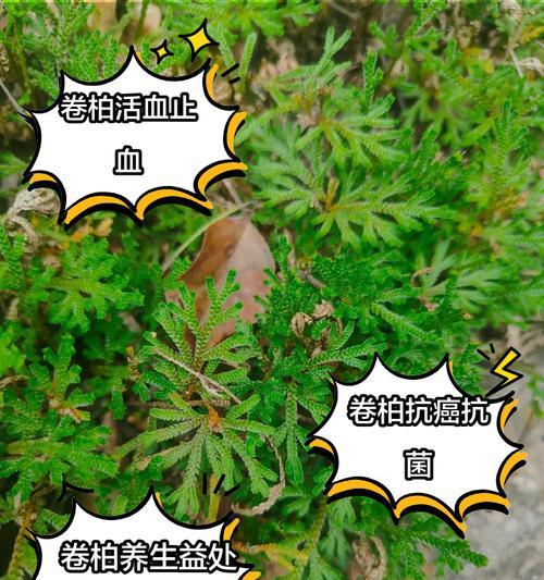 卷柏的正确养护方法是什么？