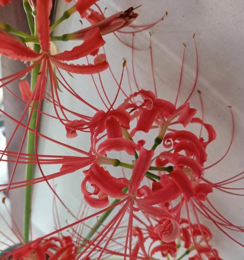 曼珠沙华的种植和养护要点是什么？