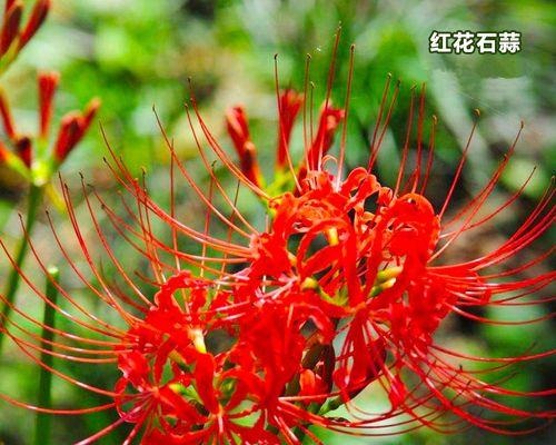 曼珠沙华的种植和养护要点是什么？