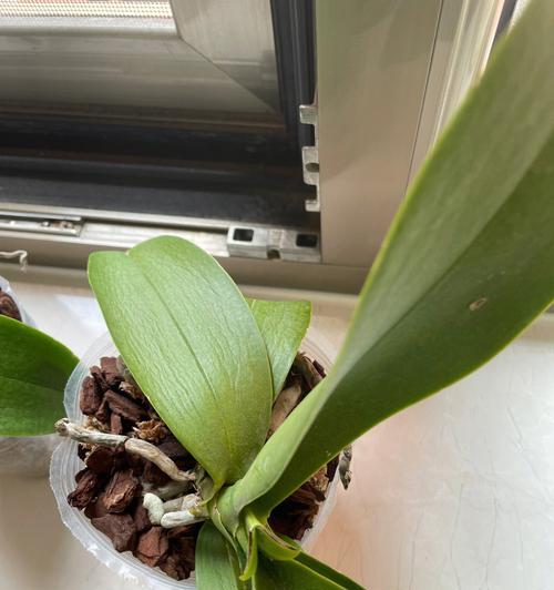 蝴蝶兰换盆最佳时机？如何正确更换蝴蝶兰盆栽？