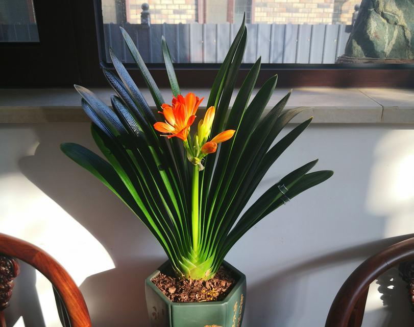 君子兰不开花怎么办？如何促进其开花？