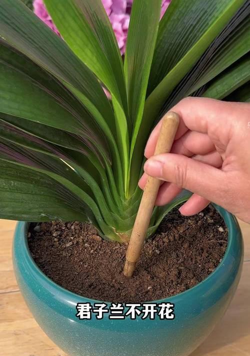 君子兰不开花怎么办？如何促进其开花？