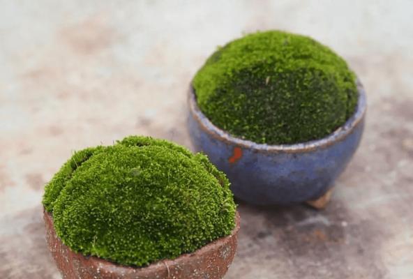 青苔的养殖方法是什么？如何保持青苔的绿色？