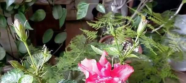 朱槿花的养殖要点有哪些？