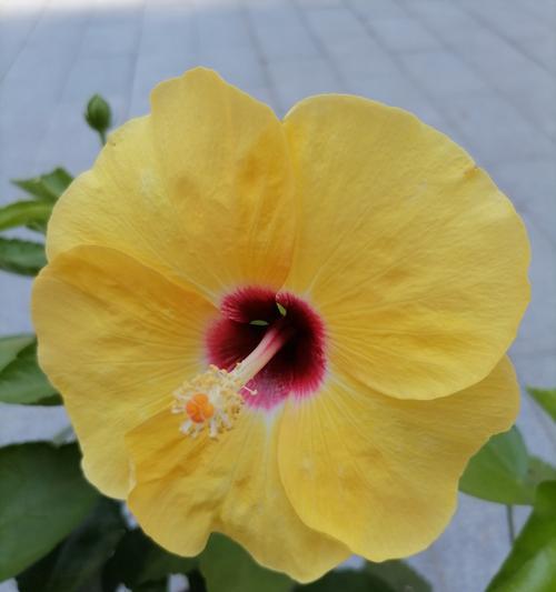 朱槿花的养殖要点有哪些？