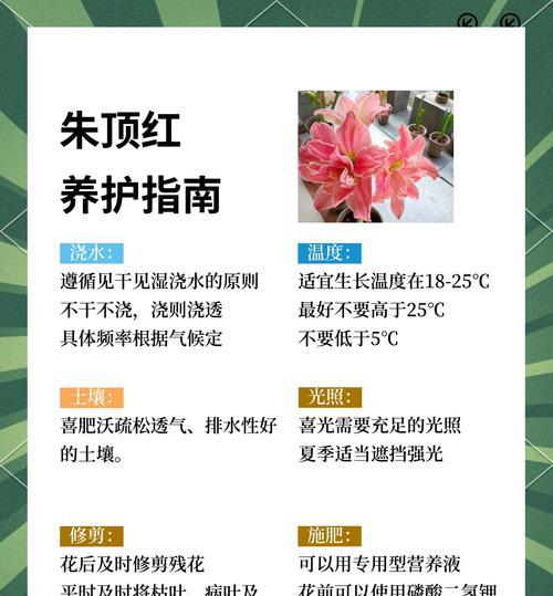 朱槿花的养殖要点有哪些？