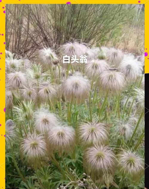 白头翁的特征是什么？如何识别？