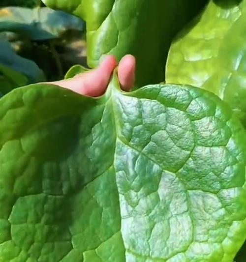 木耳菜采摘的最佳时机？