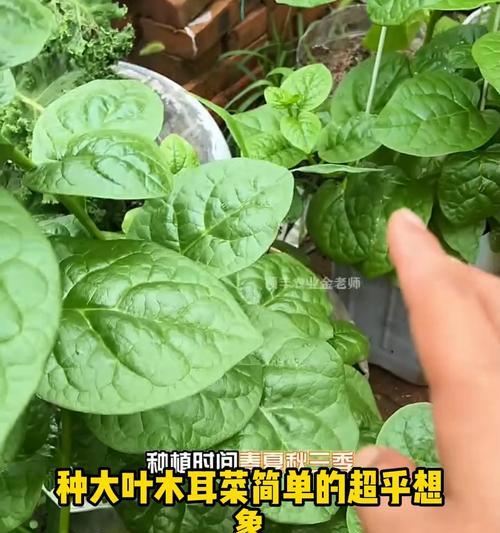木耳菜采摘的最佳时机？