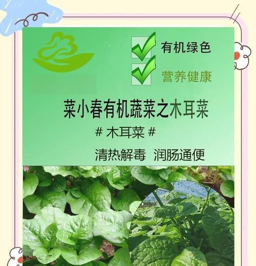 木耳菜采摘的最佳时机？
