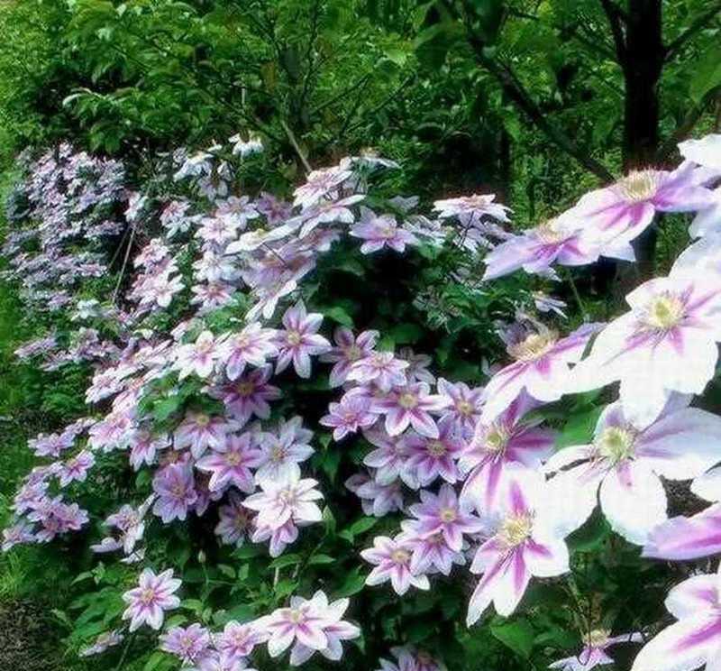 铁线莲什么时候开花？铁线莲的繁殖和管理方法？