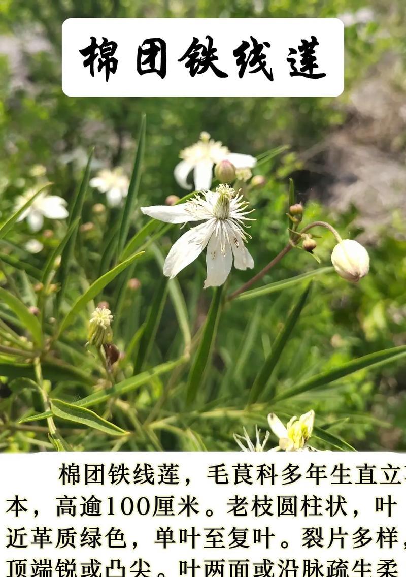 铁线莲什么时候开花？铁线莲的繁殖和管理方法？
