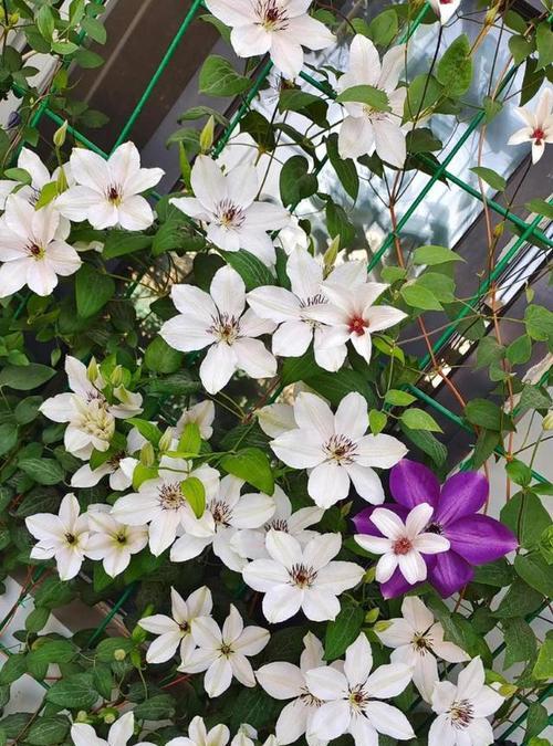 铁线莲什么时候开花？铁线莲的繁殖和管理方法？