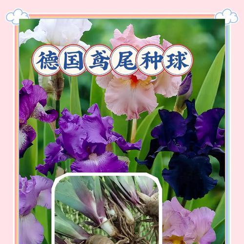 鸢尾花的养殖方法是什么？需要注意哪些要点？