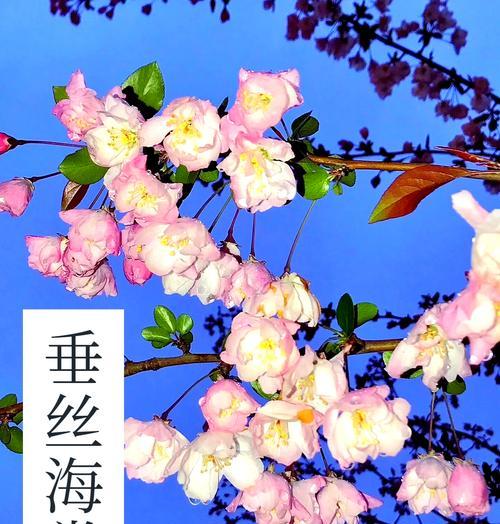 常见鲜花品种大全是什么？如何正确养护这些鲜花？