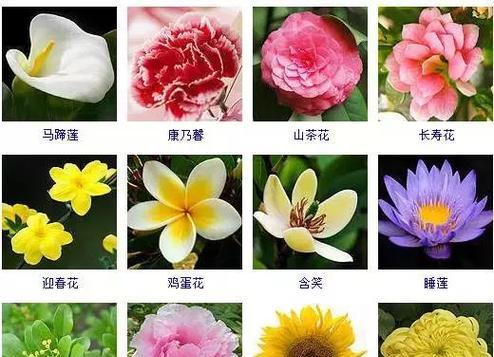 常见鲜花品种大全是什么？如何正确养护这些鲜花？