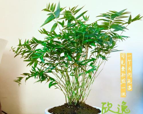 凤凰竹的养殖技巧有哪些？
