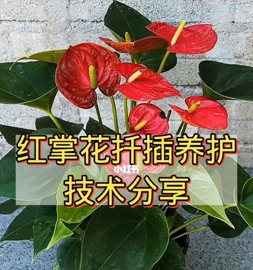 红掌的花不红是什么问题？如何处理？