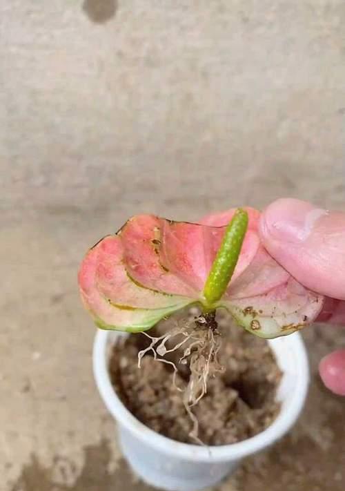 红掌的花不红是什么问题？如何处理？