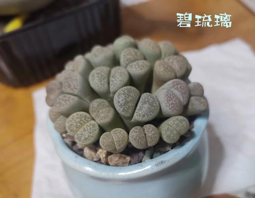 生石花徒长的矫正方法是什么？