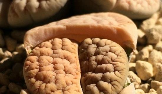 生石花徒长的矫正方法是什么？
