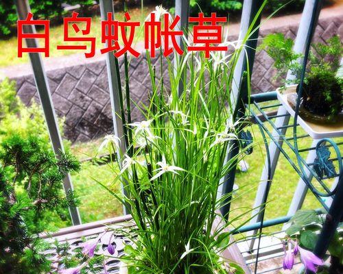 盆栽小草的养殖方法和常见问题是什么？