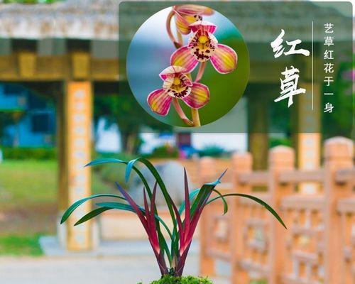 盆栽小草的养殖方法和常见问题是什么？