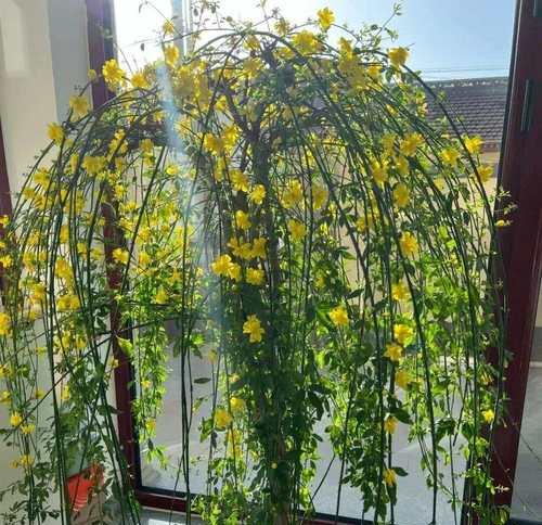 哪些花卉品种最耐寒？如何在冬季养护？