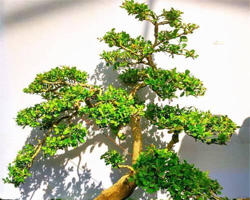 盆景中常见的植物有哪些？如何选择合适的盆景植物？