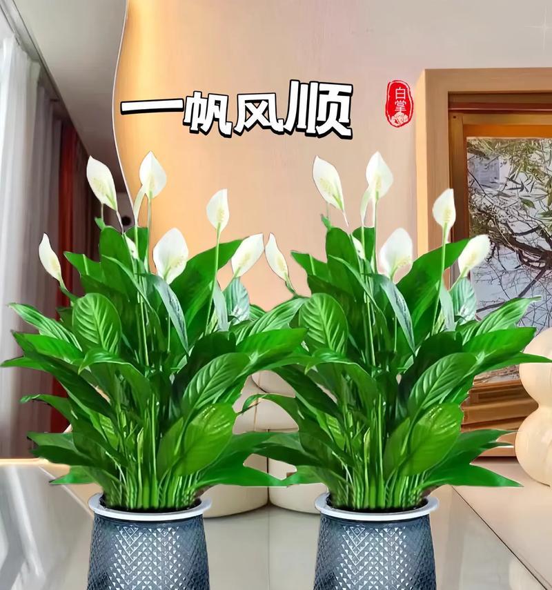 一凡风顺花的插枝方法是什么？