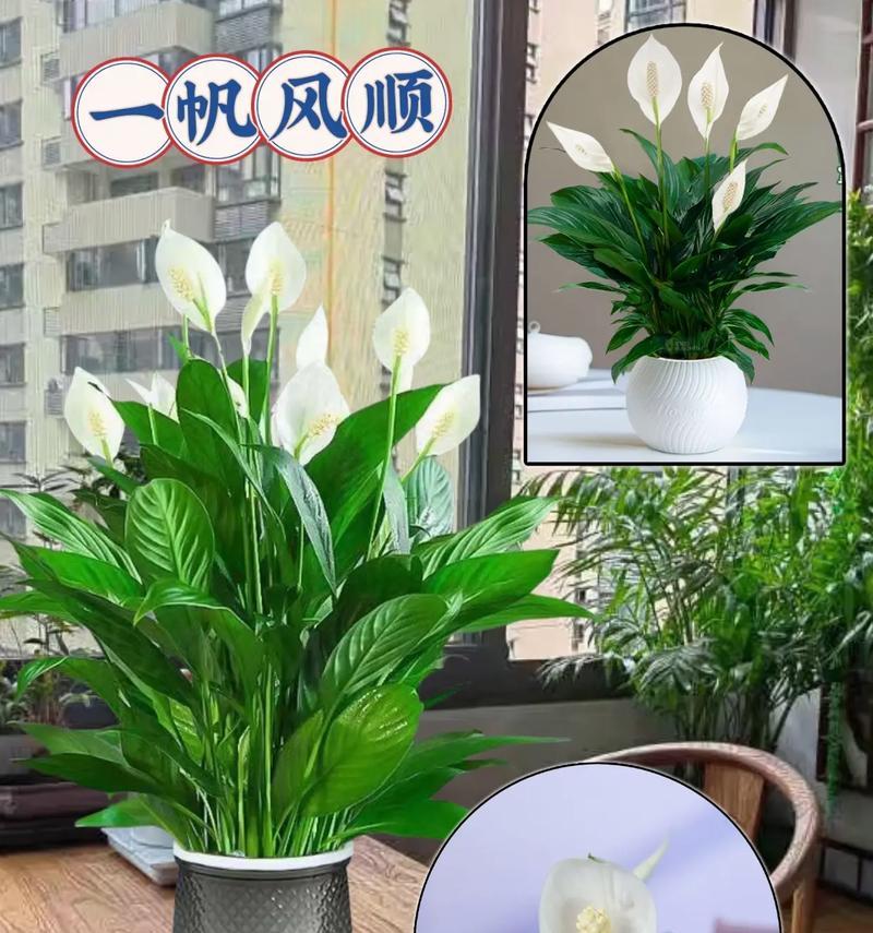 一凡风顺花的插枝方法是什么？