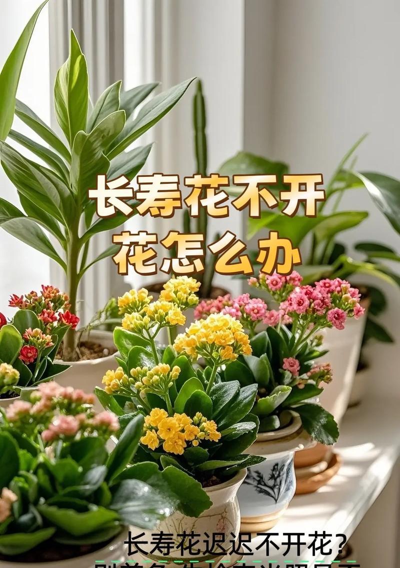 长寿花怎样才能多开花？有哪些技巧？