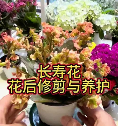 长寿花怎样才能多开花？有哪些技巧？