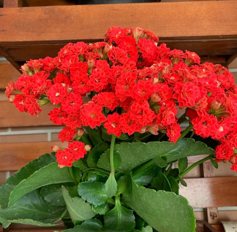 长寿花怎样才能多开花？有哪些技巧？
