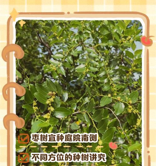 枣树盆栽方法和注意事项是什么？