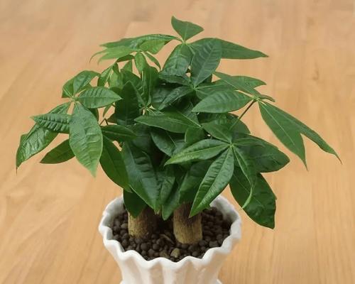 盆花有哪些品种？盆花的品种选择方法是什么？