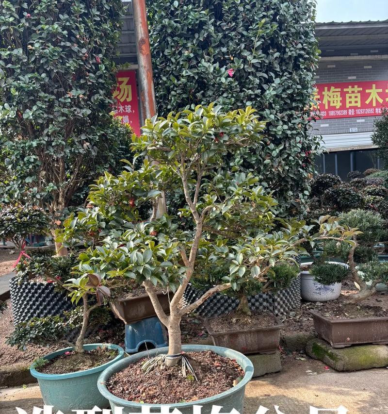盆花有哪些品种？盆花的品种选择方法是什么？